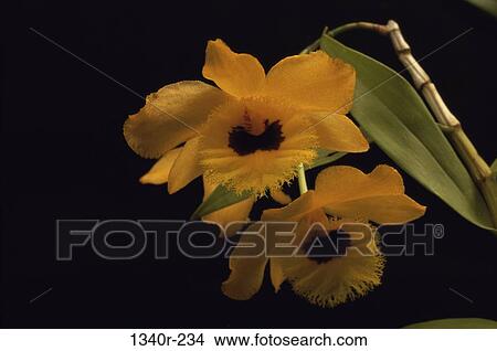 Orchids View Large Photo Image Picture - Orchids. Fotosearch
