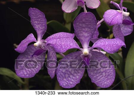 Orchids View Large Photo Image Stock Image - Orchids. Fotosearch