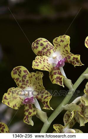 Stock Photography - Orchids. Fotosearch