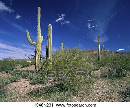 Stock Image - Organ Pipe Cactus National Monument, Arizona, USA. Fotosearch