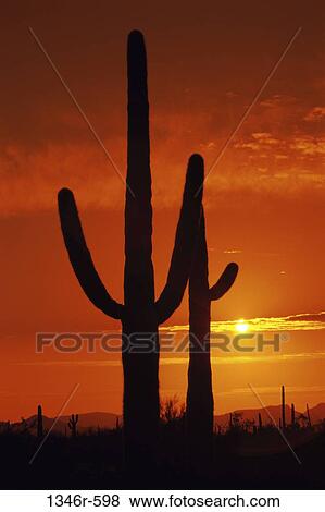 Stock Photo - Organ Pipe Cactus National Monument, Arizona, USA. Fotosearch