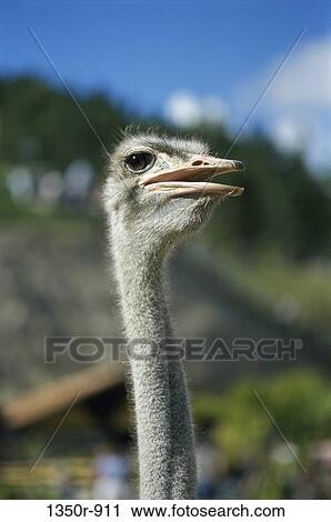 Ostrich View Large Photo Image Stock Image - Ostrich. Fotosearch