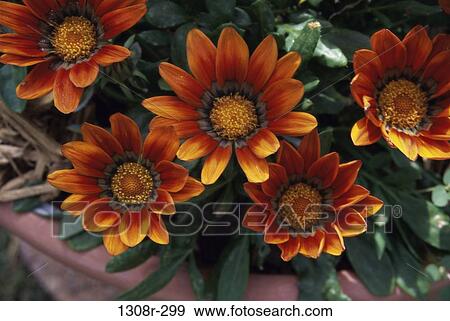 overhead, flowers, nature, petals, Flowers various View Large Photo Image Stock Photo - overhead, flowers, nature, petals, Flowers various. Fotosearch