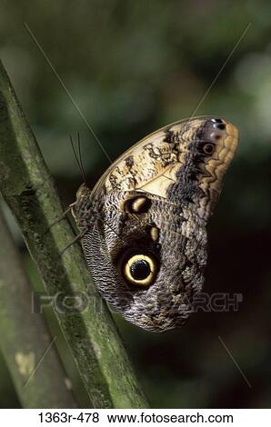 Owl Butterfly View Large Photo Image Stock Photo - Owl Butterfly. Fotosearch