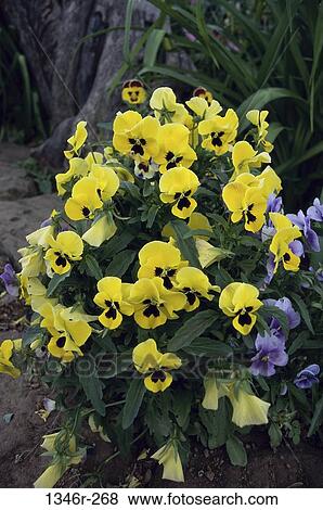 Pansies View Large Photo Image Stock Photo - Pansies. Fotosearch