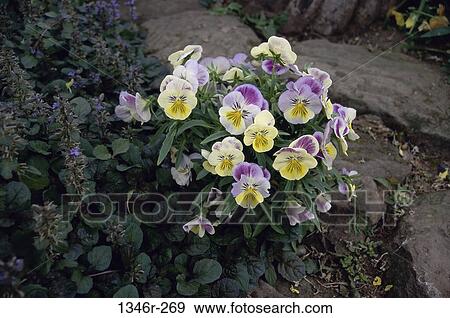 Pansies View Large Photo Image Stock Photo - Pansies. Fotosearch