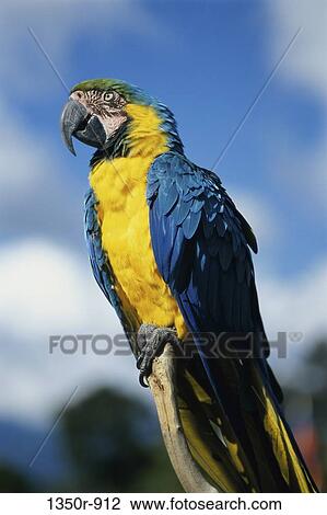 Parrot View Large Photo Image Stock Image - Parrot. Fotosearch