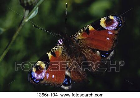 pattern, butterfly, animal, bug, Butterflies caterpillars View Large Photo Image Picture - pattern, butterfly, animal, bug, Butterflies caterpillars. Fotosearch