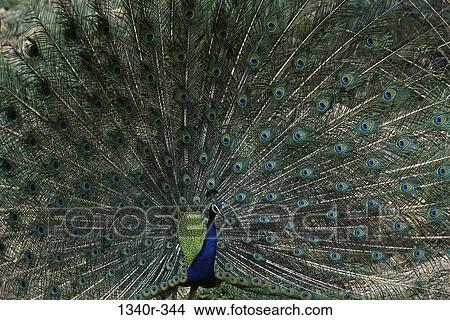 Peacock View Large Photo Image Picture - Peacock. Fotosearch