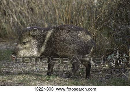 Peccary View Large Photo Image Stock Image - Peccary. Fotosearch