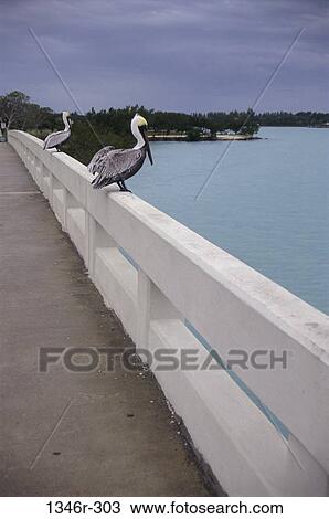 Pelicans View Large Photo Image Stock Image - Pelicans. Fotosearch