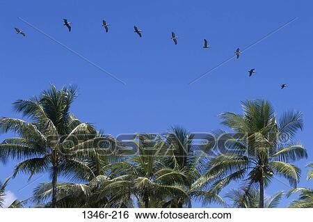 Pelicans View Large Photo Image Stock Photograph - Pelicans. Fotosearch
