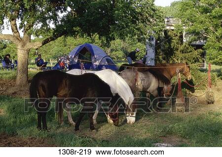 people, grazing, camping, relaxing, friends, horses View Large Photo Image Stock Photo - people, grazing, camping, relaxing, friends, horses. Fotosearch
