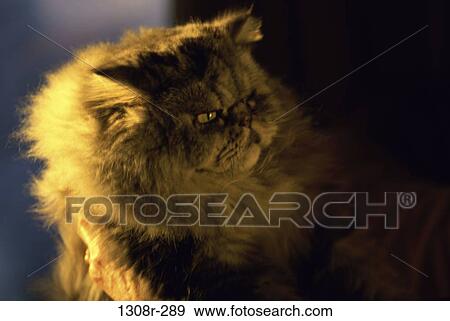 Persian View Large Photo Image Stock Photo - Persian. Fotosearch