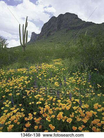 Picacho Peak State Park, Arizona, USA View Large Photo Image Stock Photo - Picacho Peak State Park, Arizona, USA. Fotosearch