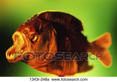 Piranha View Large Photo Image Stock Image - Piranha. Fotosearch