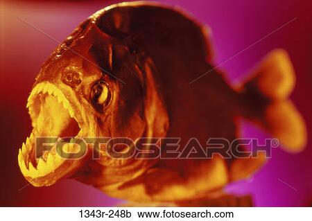 Piranha View Large Photo Image Stock Image - Piranha. Fotosearch