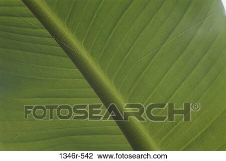 Stock Image - plant, green, nature, leaf, detail, flat. Fotosearch