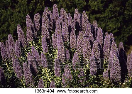 Picture - plant, purple, nature, blooming, blossoming, growth. Fotosearch