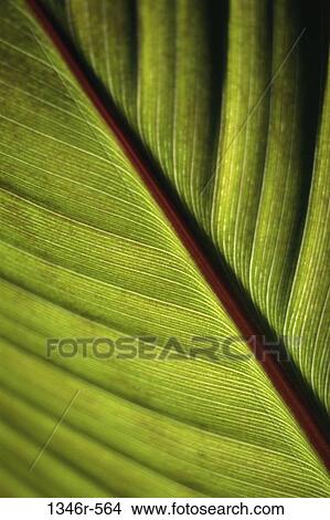 plant, stripes, nature, leaf, line, detail View Large Photo Image Picture - plant, stripes, nature, leaf, line, detail. Fotosearch