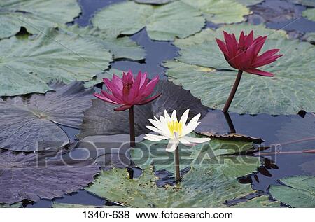 plants, floating, water, lilies, water lilies, flowers, nature View Large Photo Image Stock Photo - plants, floating, water, lilies, water lilies, flowers, nature. Fotosearch
