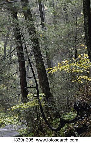 plants, trees, nature, forest, misty, dreary, foggy View Large Photo Image Stock Photography - plants, trees, nature, forest, misty, dreary, foggy. Fotosearch