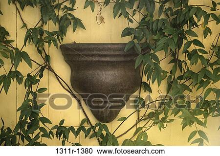 plants, vines, climbing, ivy, architecture, wall View Large Photo Image Stock Image - plants, vines, climbing, ivy, architecture, wall. Fotosearch