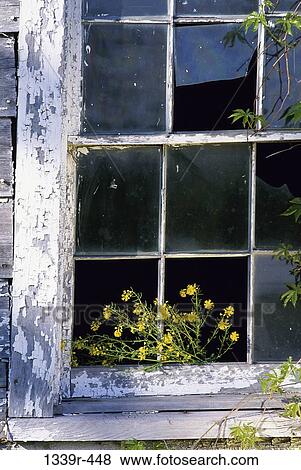 Stock Photo - plants, window, broken, architecture, closed, opening, old. Fotosearch