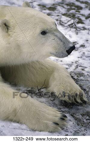 Polar Bear View Large Photo Image Stock Photo - Polar Bear. Fotosearch