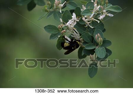 pollinating, insect, pollinate, bug, bee, animal View Large Photo Image Stock Image - pollinating, insect, pollinate, bug, bee, animal. Fotosearch