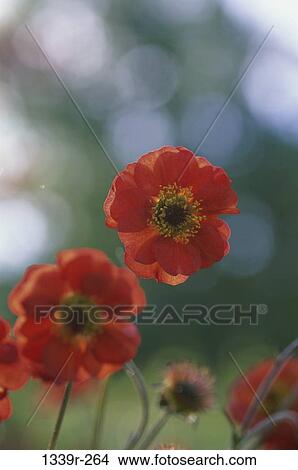 Poppies View Large Photo Image Picture - Poppies. Fotosearch