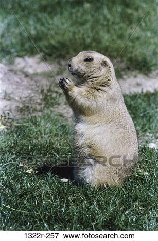Prairie Dog View Large Photo Image Stock Photo - Prairie Dog. Fotosearch