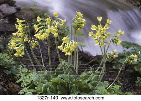 Primroses View Large Photo Image Stock Image - Primroses. Fotosearch