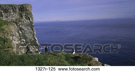 Stock Photography - Puffins, Iceland. Fotosearch