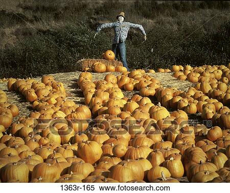 Pumpkins View Large Photo Image Stock Photography - Pumpkins. Fotosearch