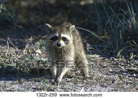 Raccoon View Large Photo Image Stock Photo - Raccoon. Fotosearch