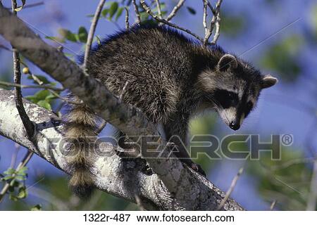 Raccoon View Large Photo Image Stock Photo - Raccoon. Fotosearch