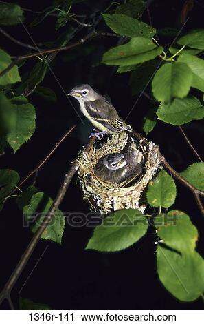 Red-eyed Vireos View Large Photo Image Stock Image - Red-eyed Vireos. Fotosearch