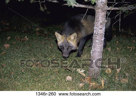 Red Fox View Large Photo Image Stock Image - Red Fox. Fotosearch