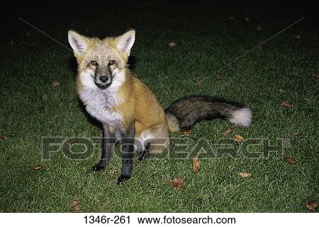 Red Fox View Large Photo Image Stock Image - Red Fox. Fotosearch