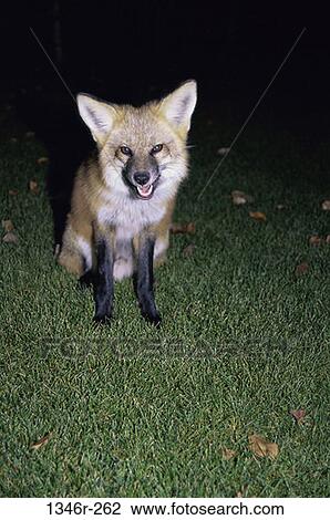 Red Fox View Large Photo Image Stock Image - Red Fox. Fotosearch