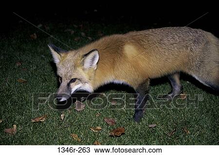Red Fox View Large Photo Image Stock Image - Red Fox. Fotosearch