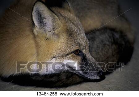 Red Fox View Large Photo Image Stock Photo - Red Fox. Fotosearch