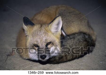 Red Fox View Large Photo Image Stock Photo - Red Fox. Fotosearch