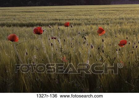 Red Roppies View Large Photo Image Stock Photograph - Red Roppies. Fotosearch