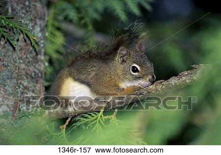 Red Squirrel View Large Photo Image Stock Photo - Red Squirrel. Fotosearch