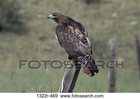 Red-tailed Hawk View Large Photo Image Stock Photo - Red-tailed Hawk. Fotosearch