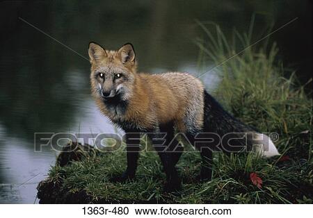 red, water, staring, animal, bank, alert View Large Photo Image Stock Image - red, water, staring, animal, bank, alert. Fotosearch