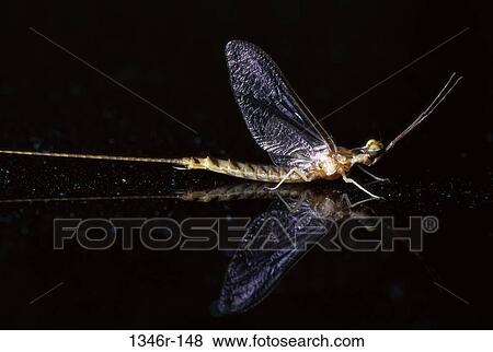Stock Photo - reflection, water, profile, wings, winged, animal. Fotosearch