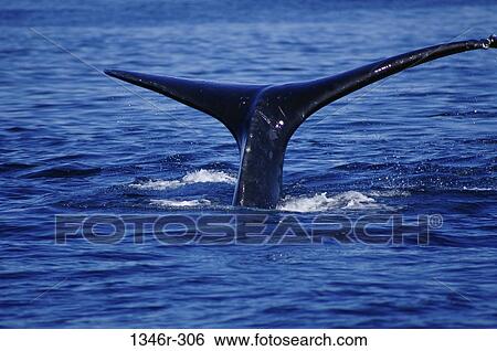 Right Whale View Large Photo Image Stock Photograph - Right Whale. Fotosearch